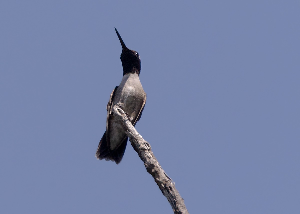 Black-chinned Hummingbird - ML453600041