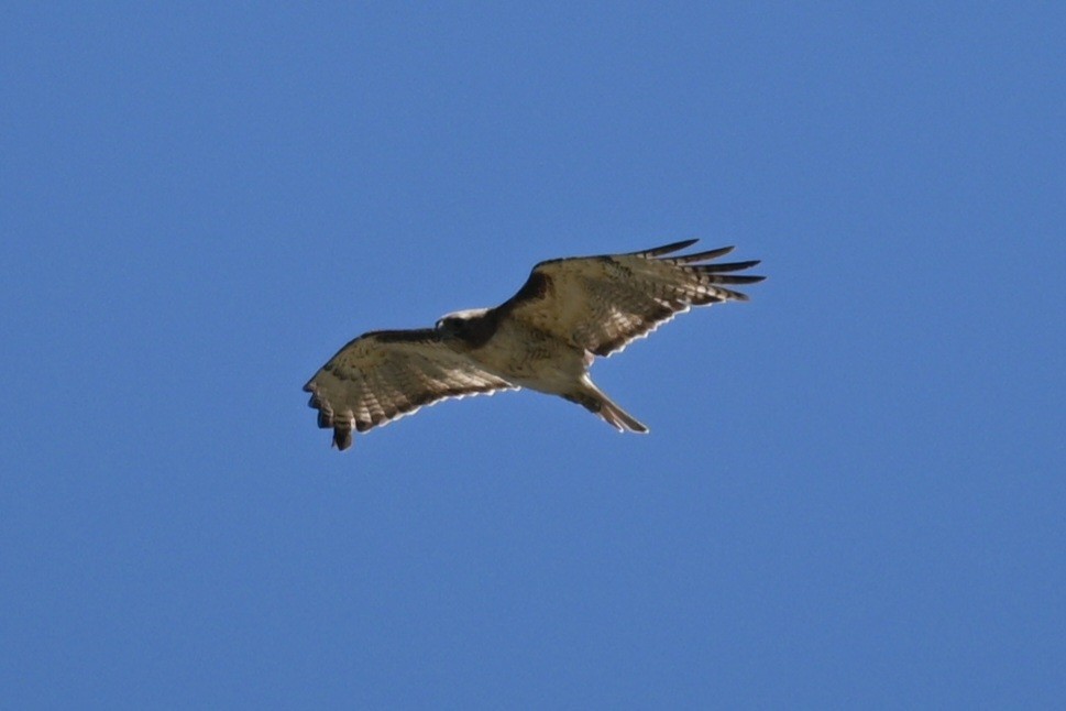 Red-tailed Hawk - ML453601561