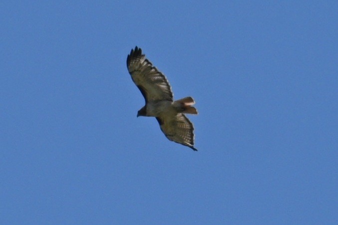 Red-tailed Hawk - ML453601591