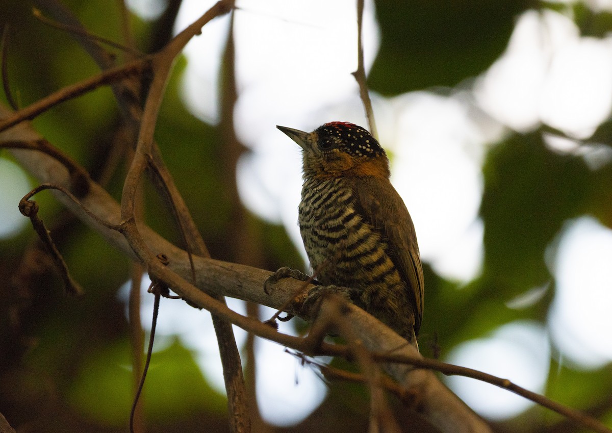 Ochre-collared Piculet - ML453601661