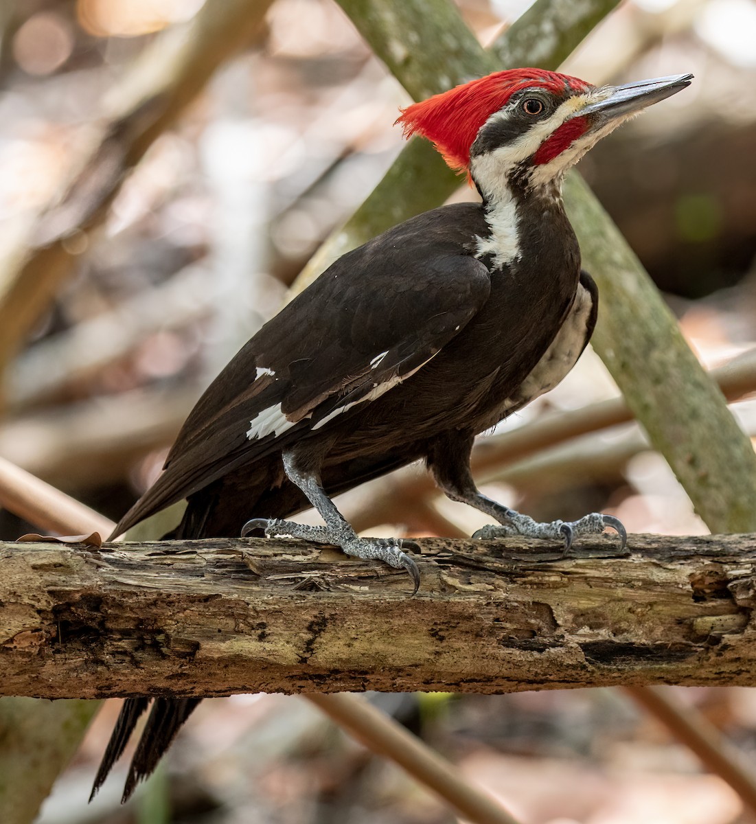 Pileated Woodpecker - ML453604261