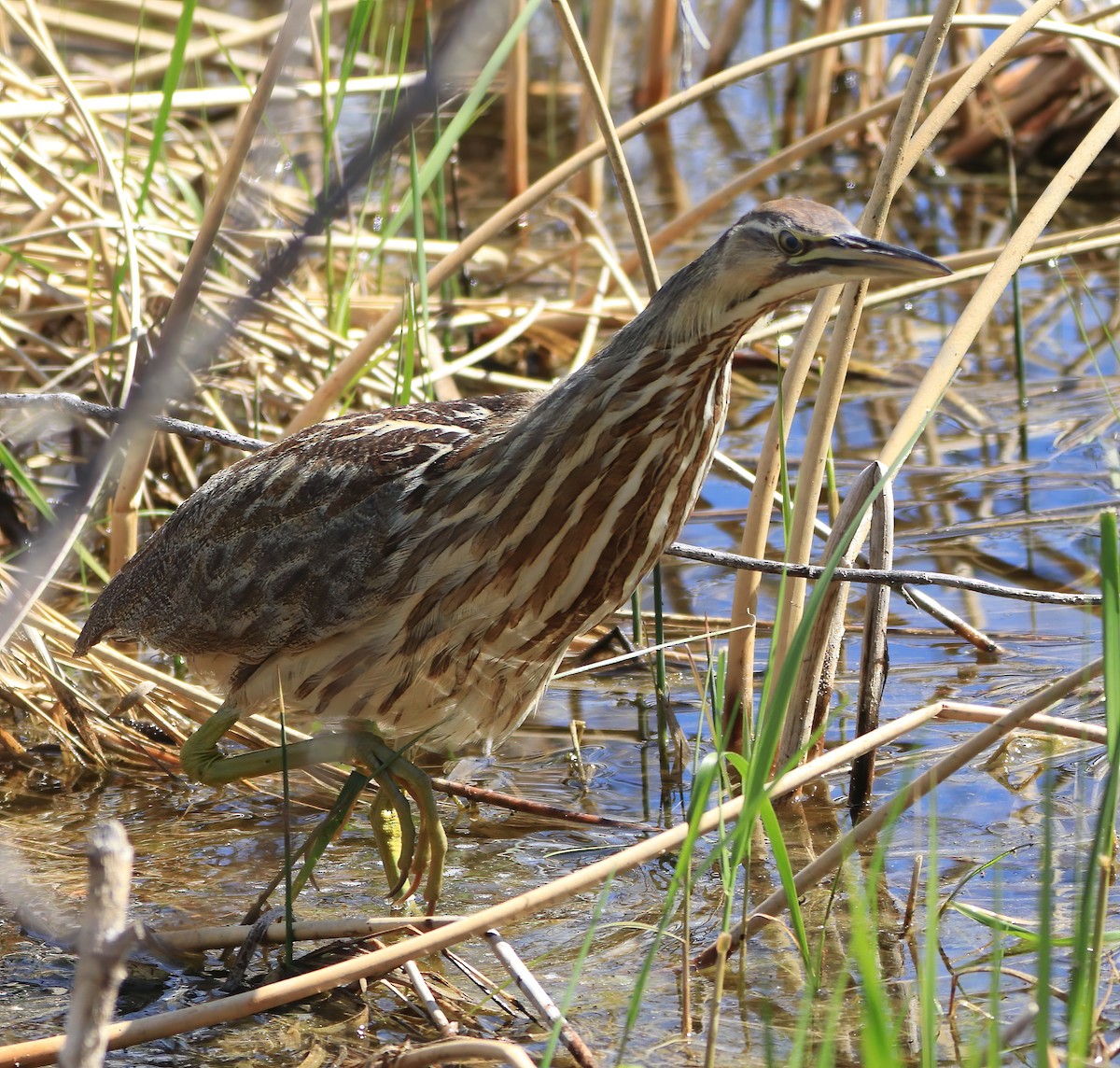 American Bittern - ML453604511