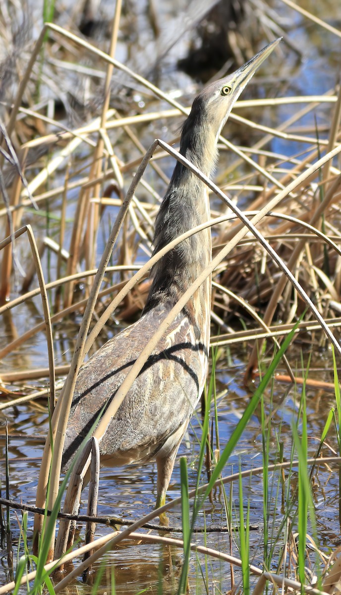 American Bittern - ML453604551