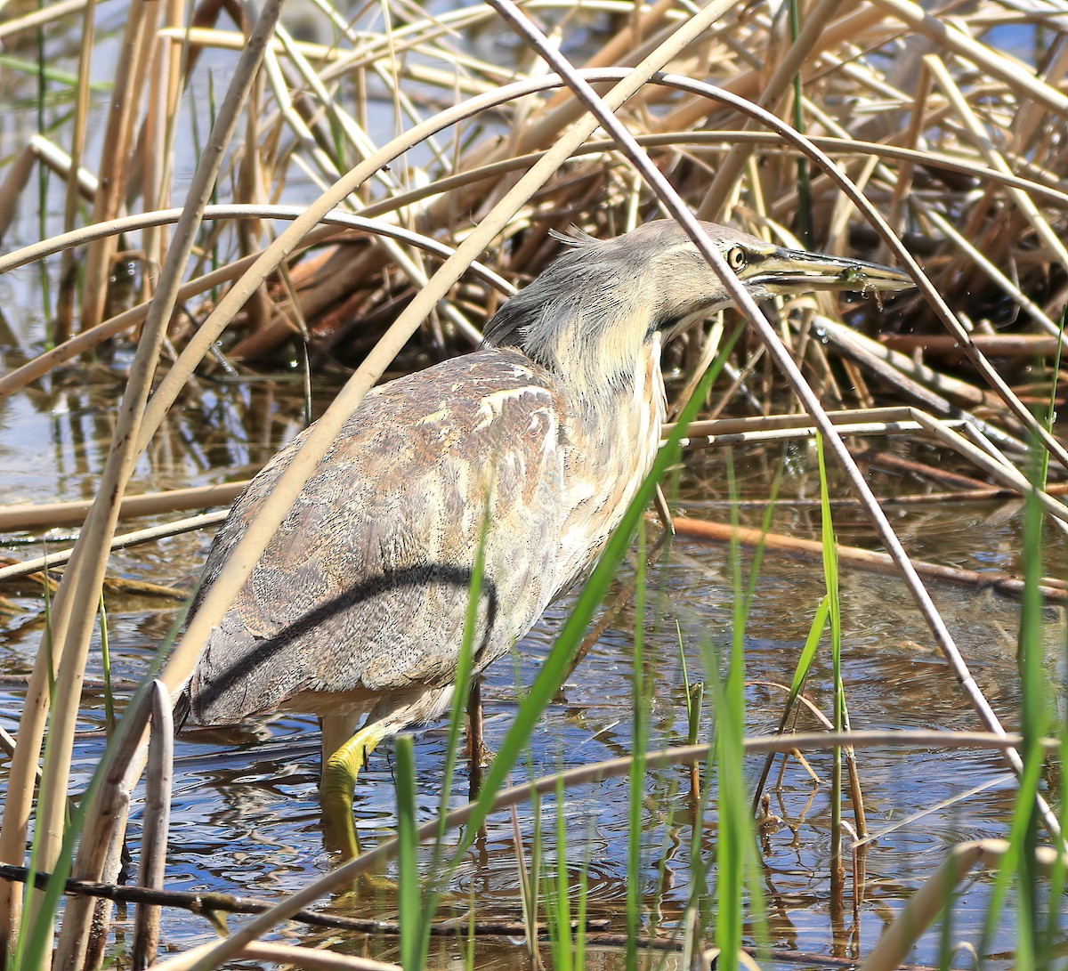 American Bittern - ML453604561