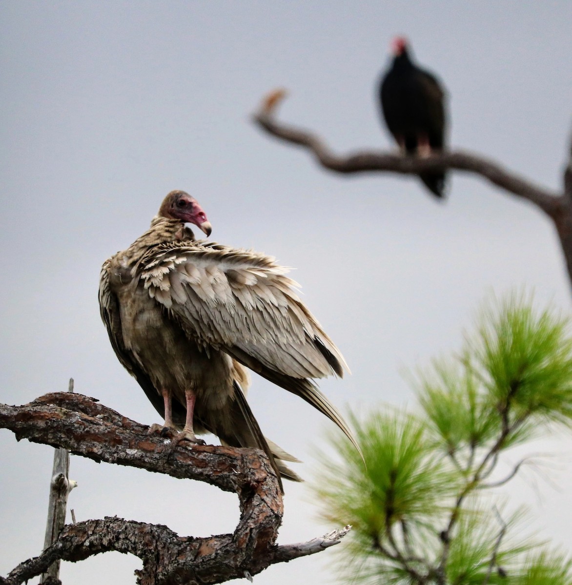 Turkey Vulture - ML453605061