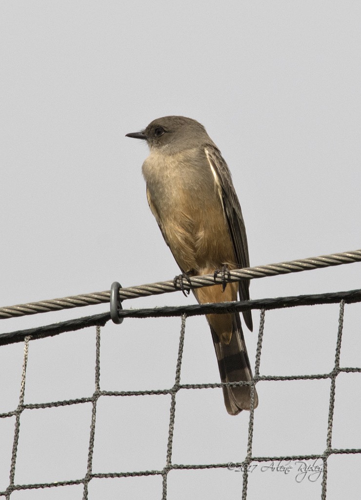 Say's Phoebe - ML45360591