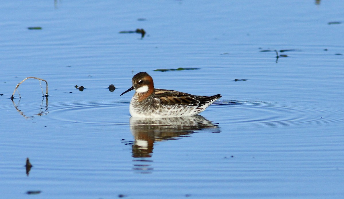 Red-necked Phalarope - Randy Pinkston