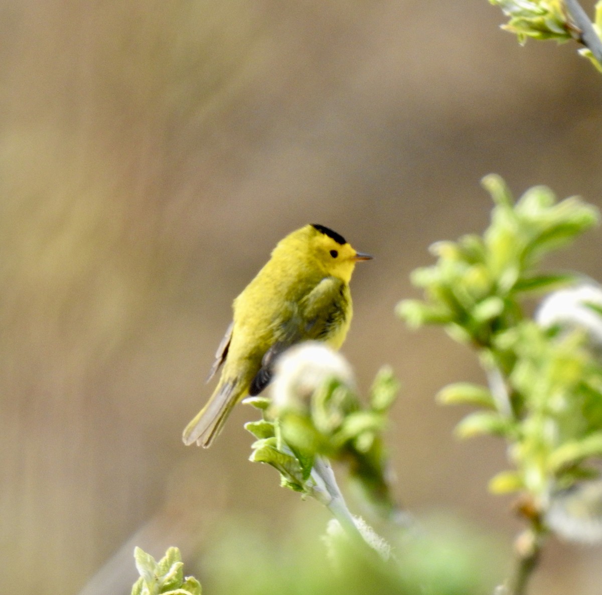 Wilson's Warbler - ML453608231