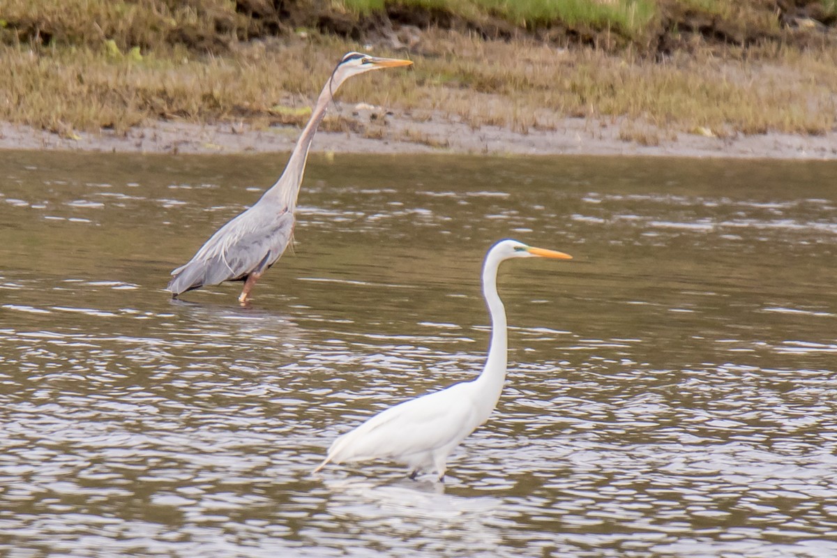 Great Egret - ML453608801