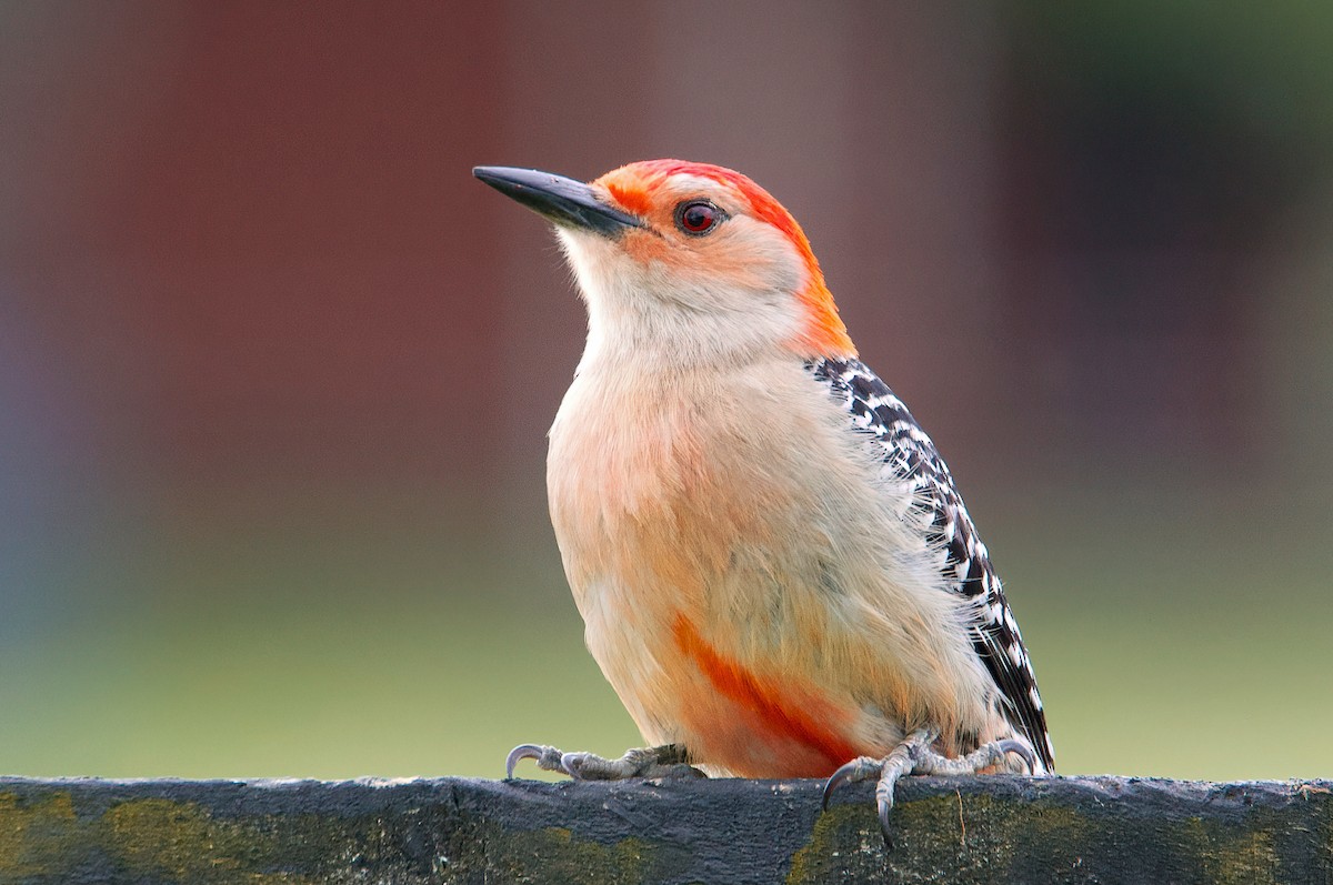 Red-bellied Woodpecker - ML453609561