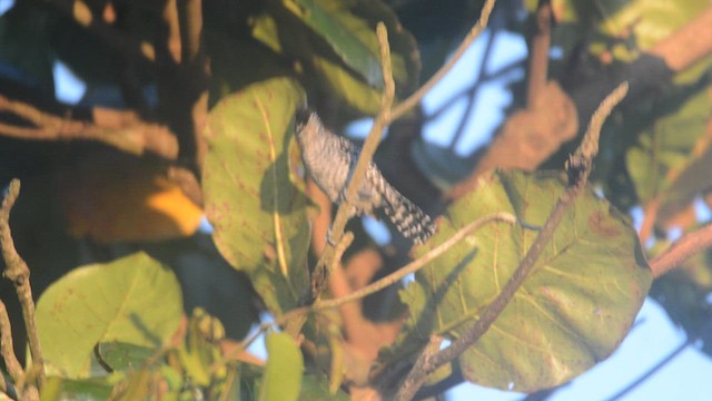 Barred Antshrike (Barred) - ML453610321