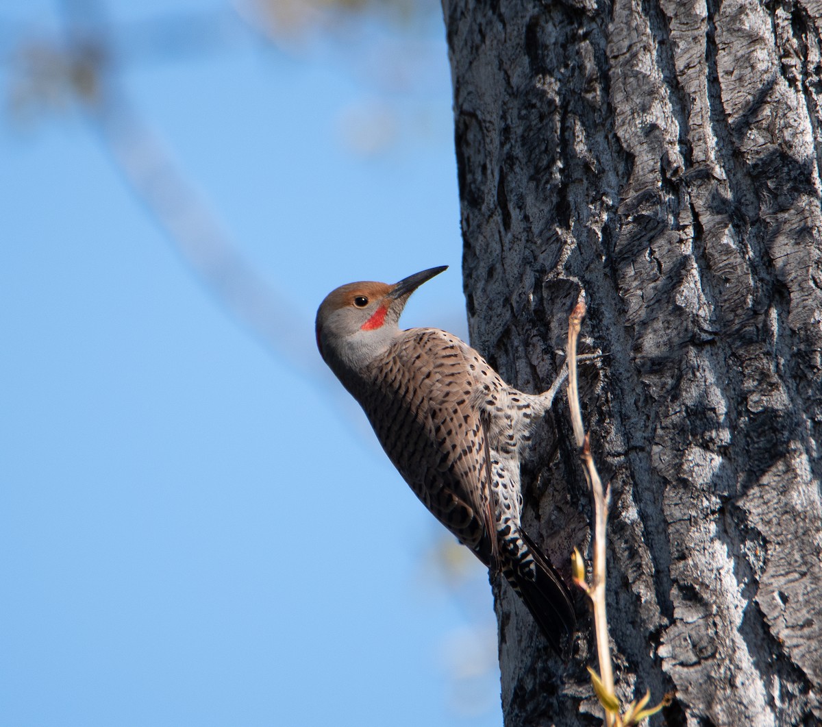 Northern Flicker (Yellow-shafted x Red-shafted) - ML453611091