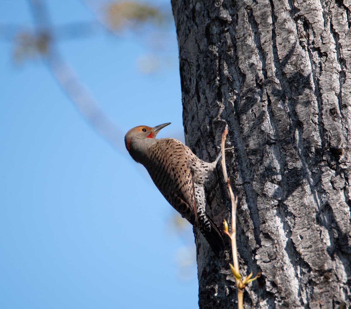 Northern Flicker (Yellow-shafted x Red-shafted) - ML453611281
