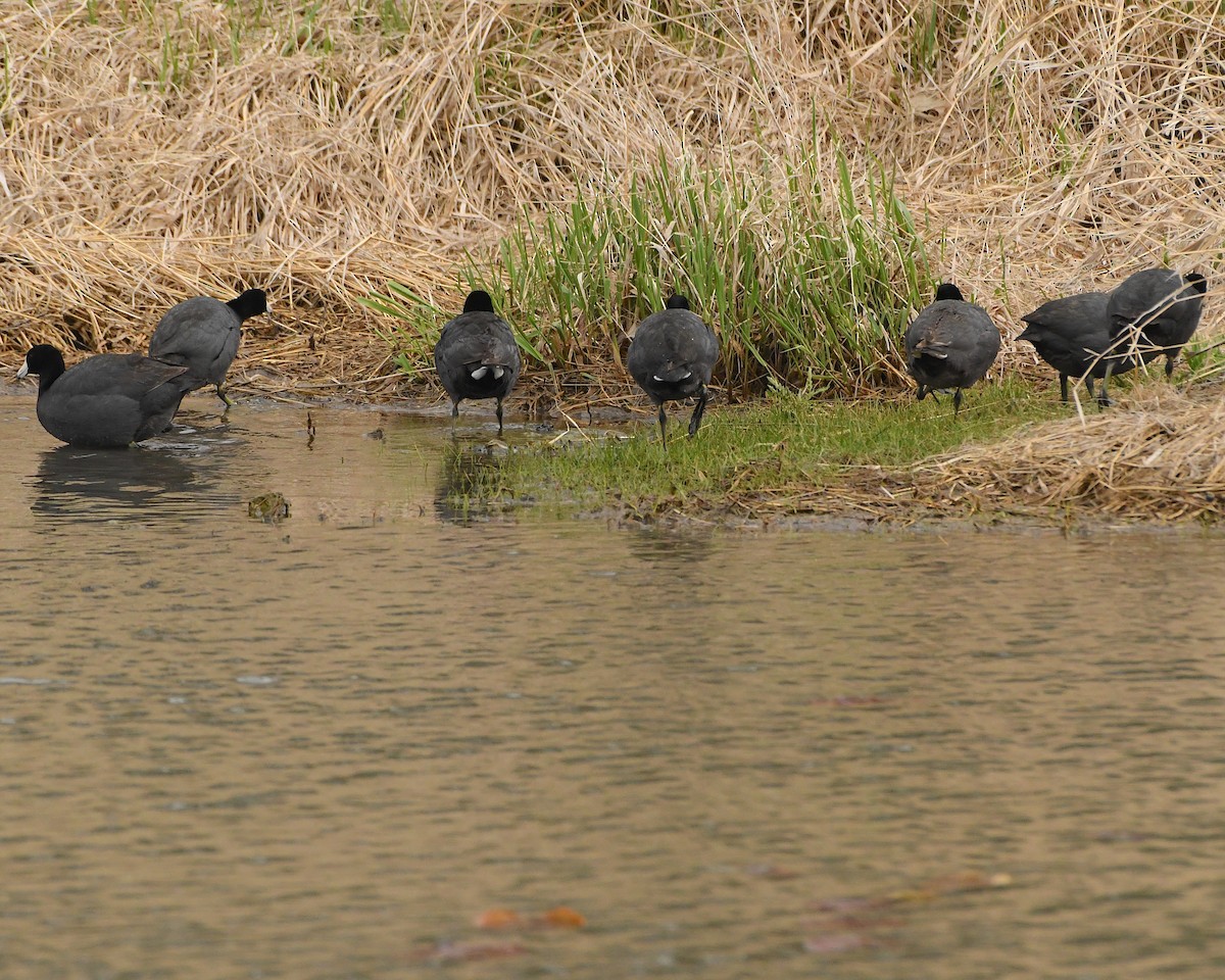 American Coot - Ted Wolff