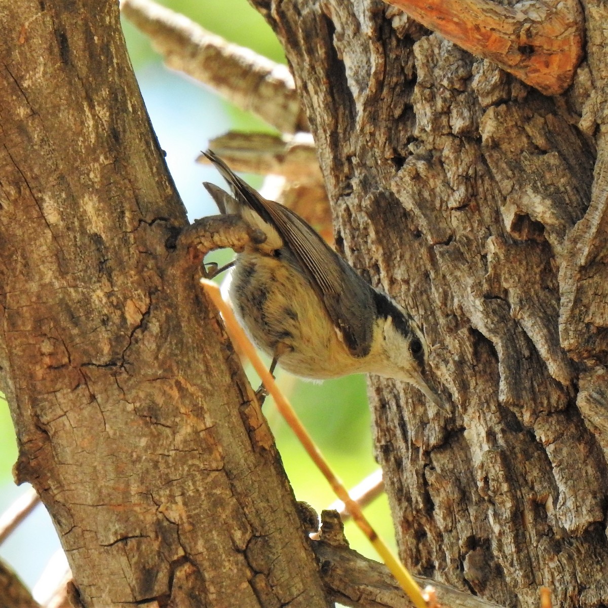 Red-breasted Nuthatch - ML453613901