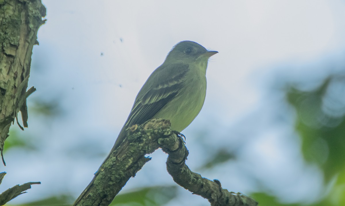 Eastern Wood-Pewee - ML453614571