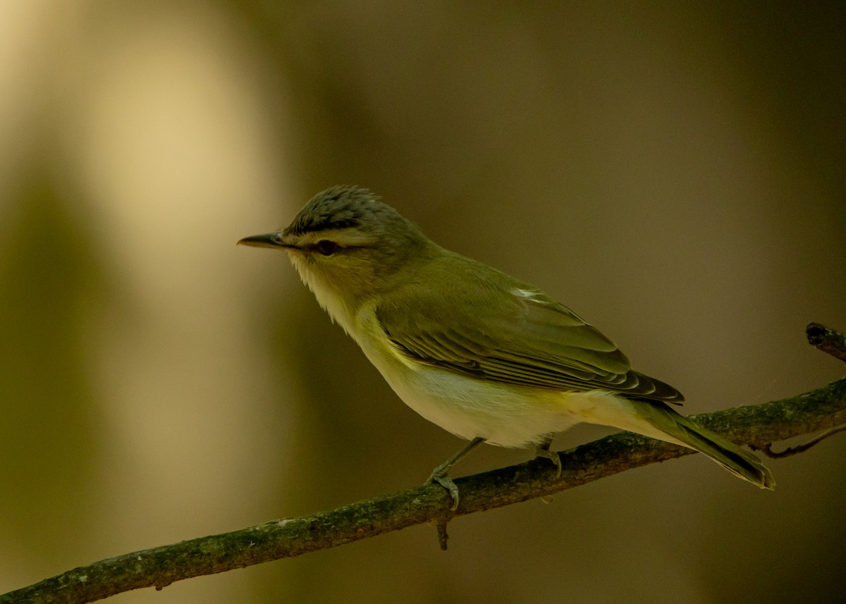 Kızıl Gözlü Vireo - ML453614731