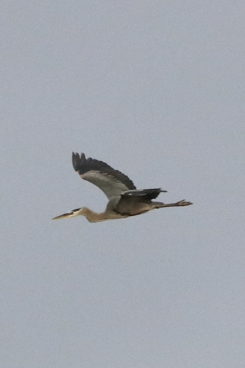 Garza Azulada - ML453616601