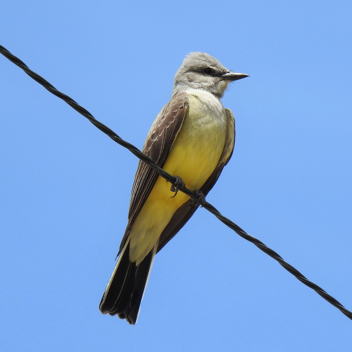 Western Kingbird - ML453617041