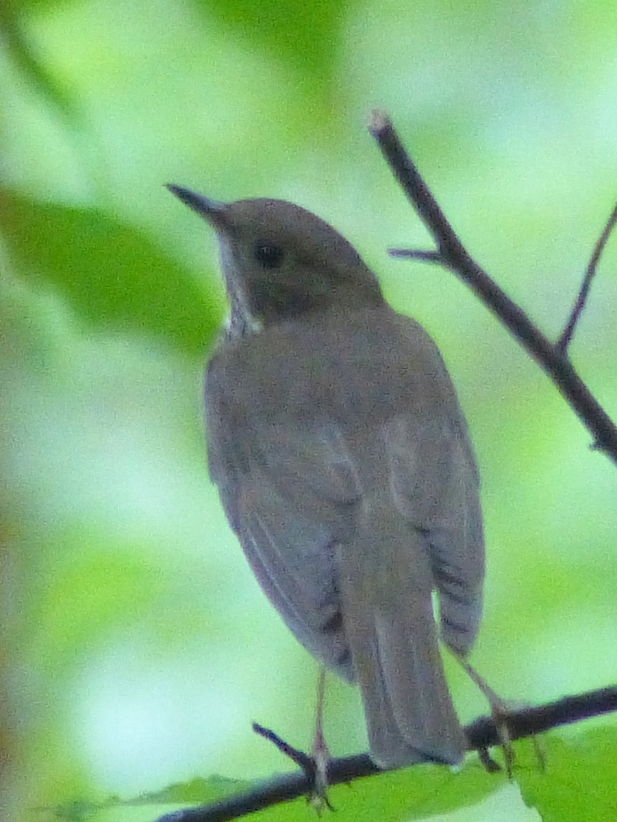Gray-cheeked Thrush - ML453617211