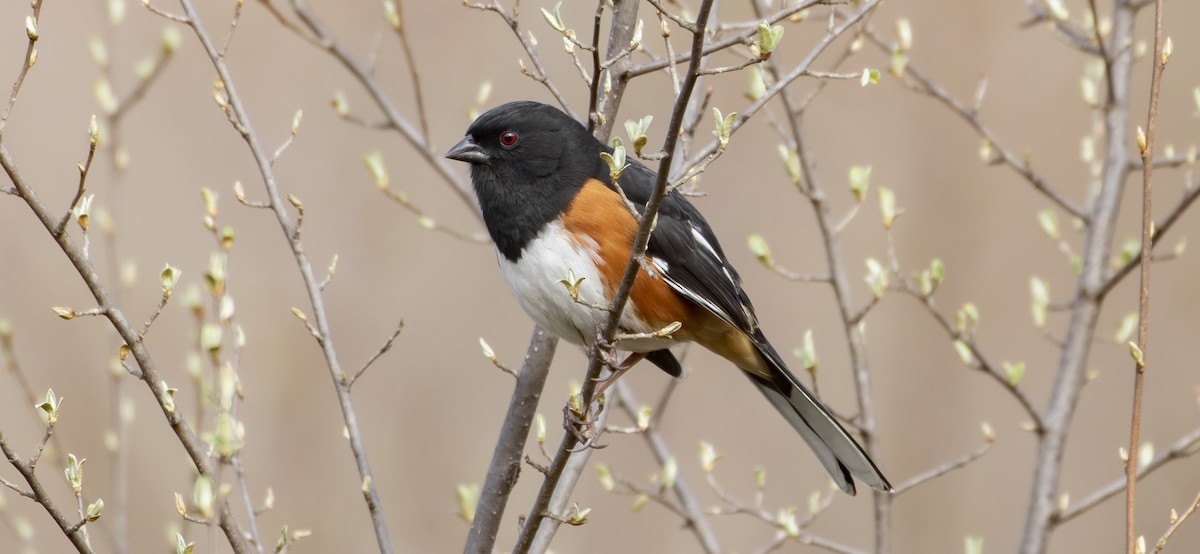 Eastern Towhee - Caleb Putnam