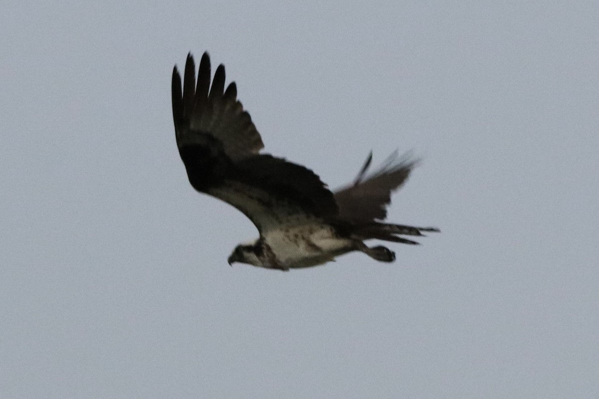 Águila Pescadora - ML453617471