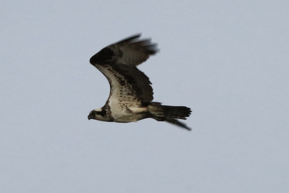 Águila Pescadora - ML453617481