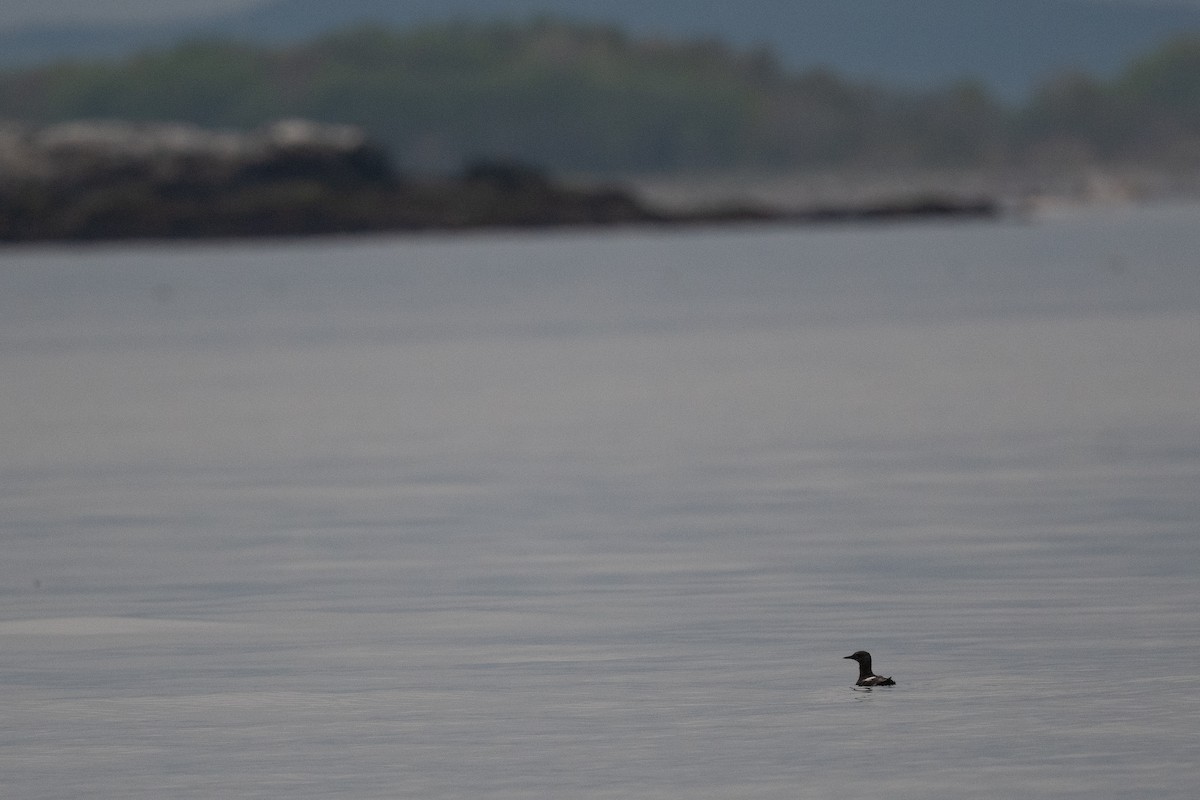 Black Guillemot - ML453617751