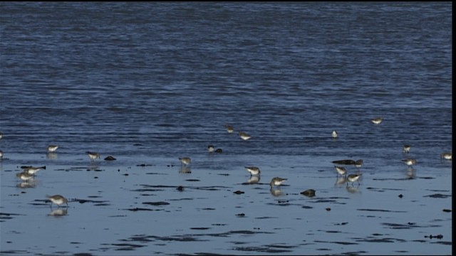 Calidris sp. - ML453619