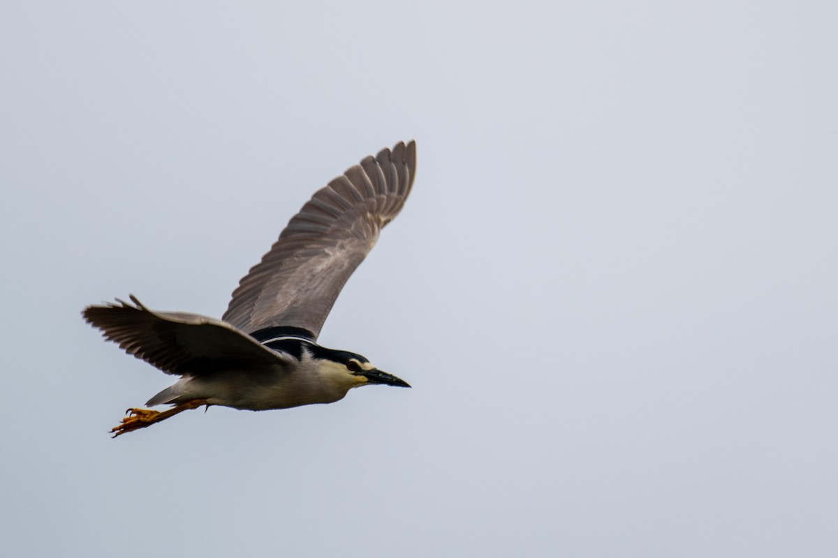 Black-crowned Night Heron - ML453619041