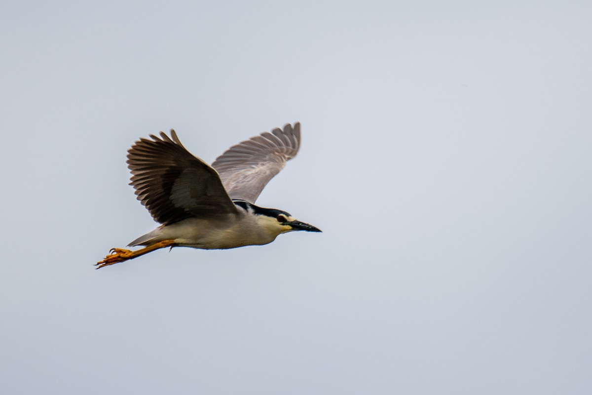 Black-crowned Night Heron - ML453619061