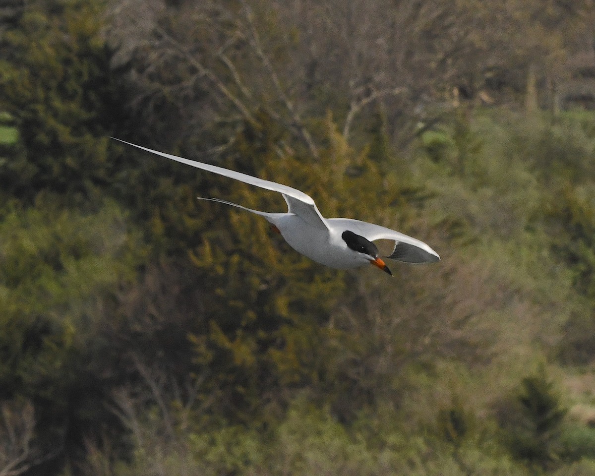 Forster's Tern - ML453619101