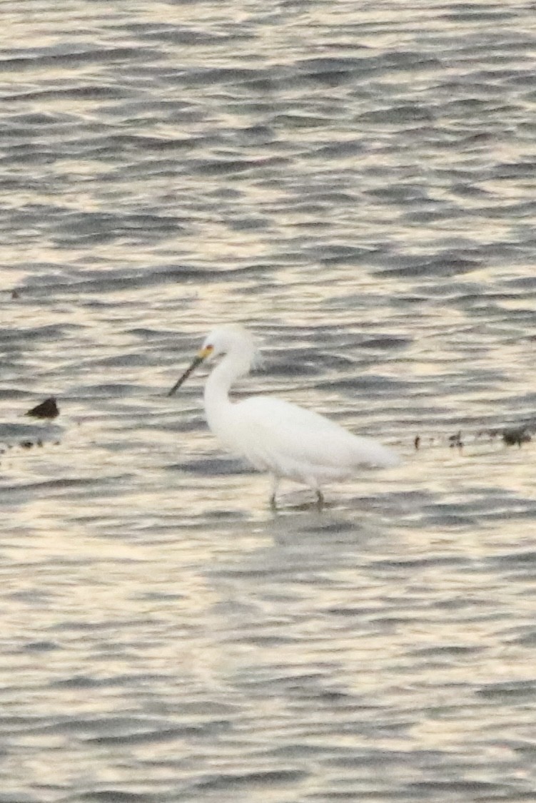 Snowy Egret - ML453619131