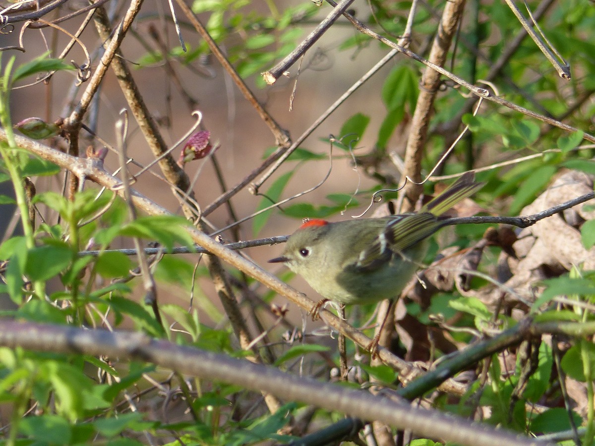 Ruby-crowned Kinglet - ML453619161