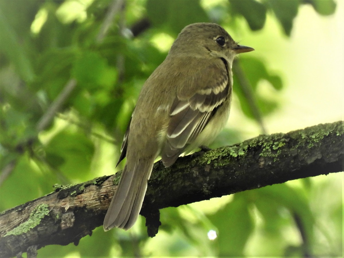 Alder Flycatcher - ML453621731