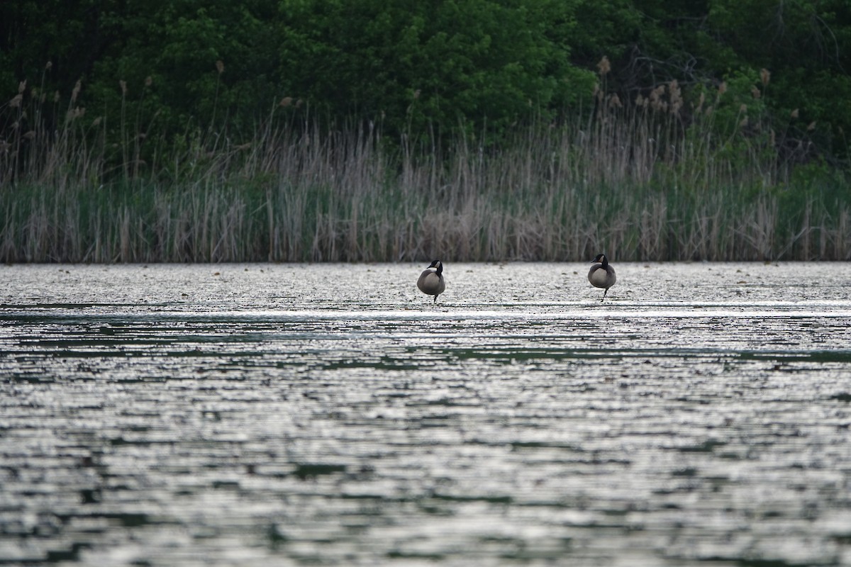 Canada Goose - Yue Huang