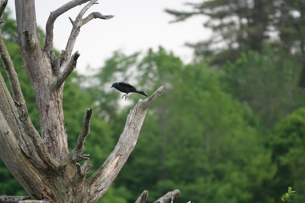 Common Grackle - Yue Huang