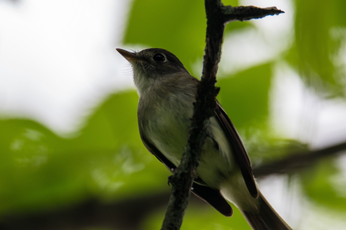 Least Flycatcher - Joshua  Vincent