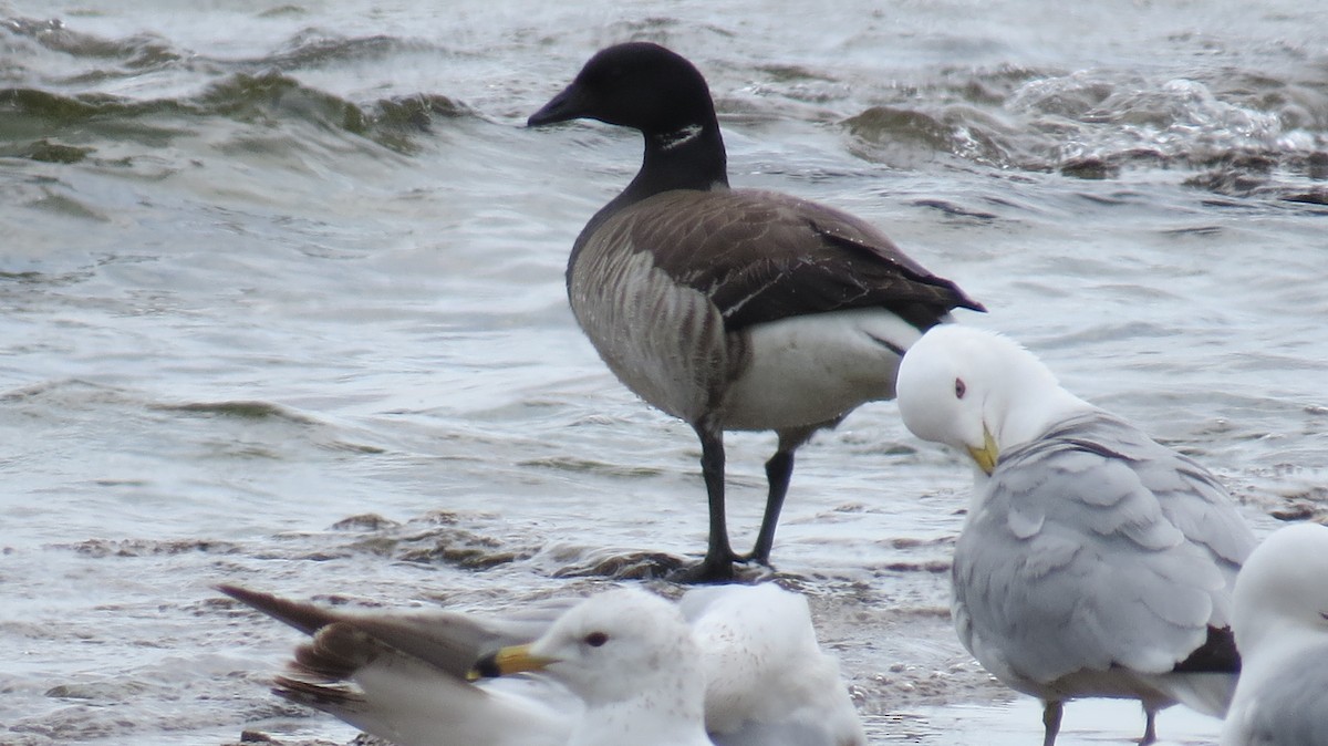 Brant - Joedy Groulx