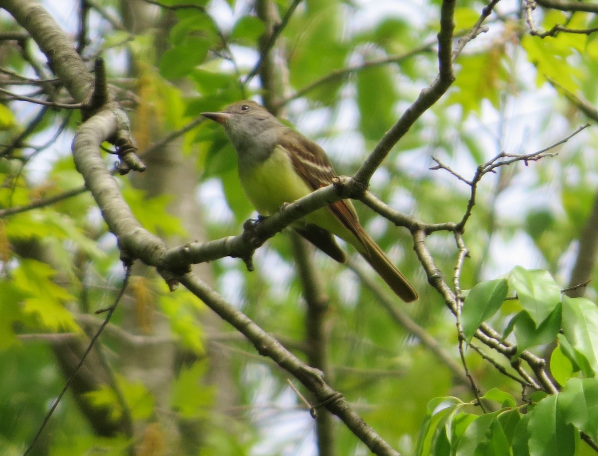 Great Crested Flycatcher - ML453625091