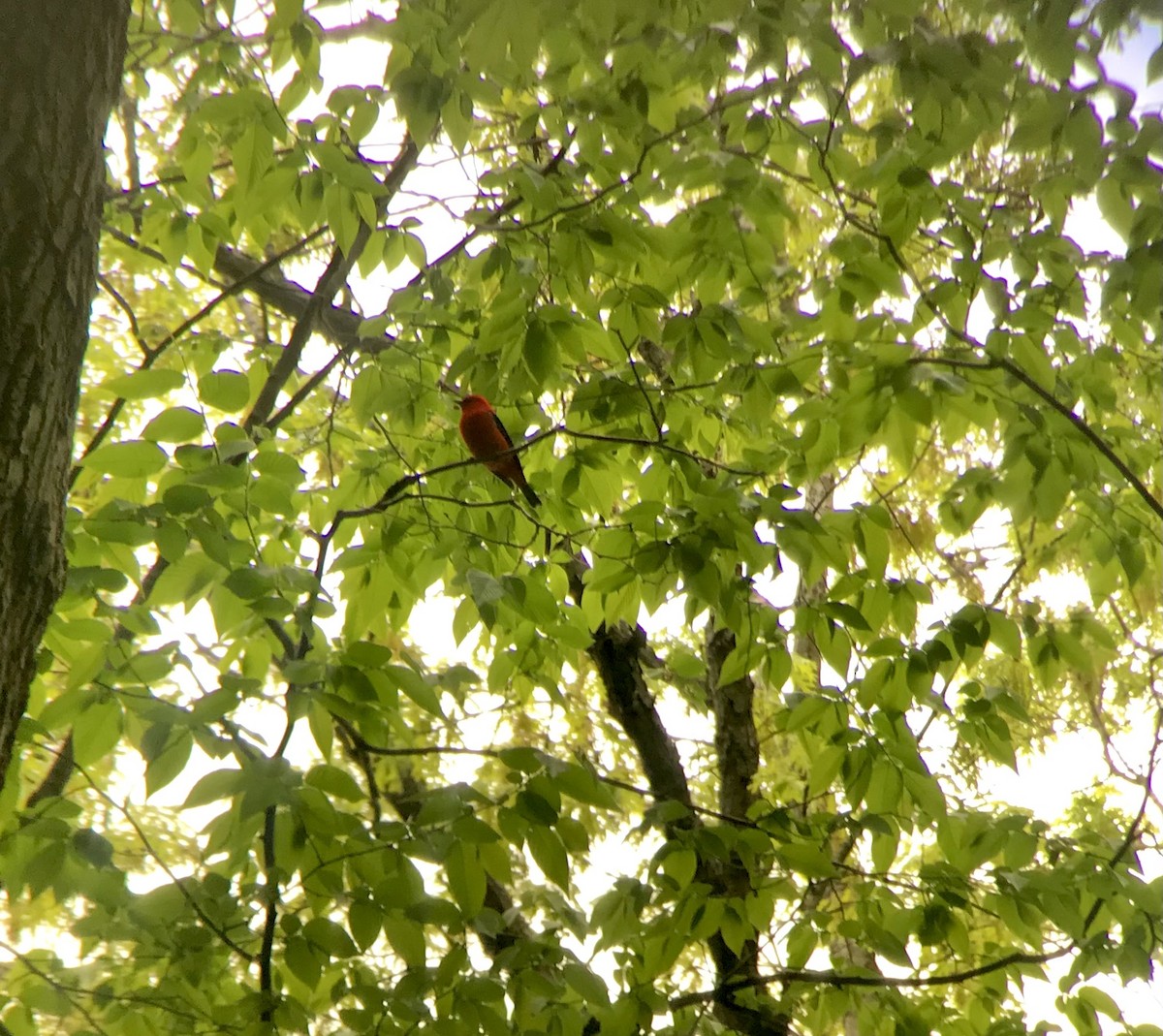 Scarlet Tanager - ML453625121