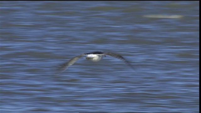 Olrog's Gull - ML453626