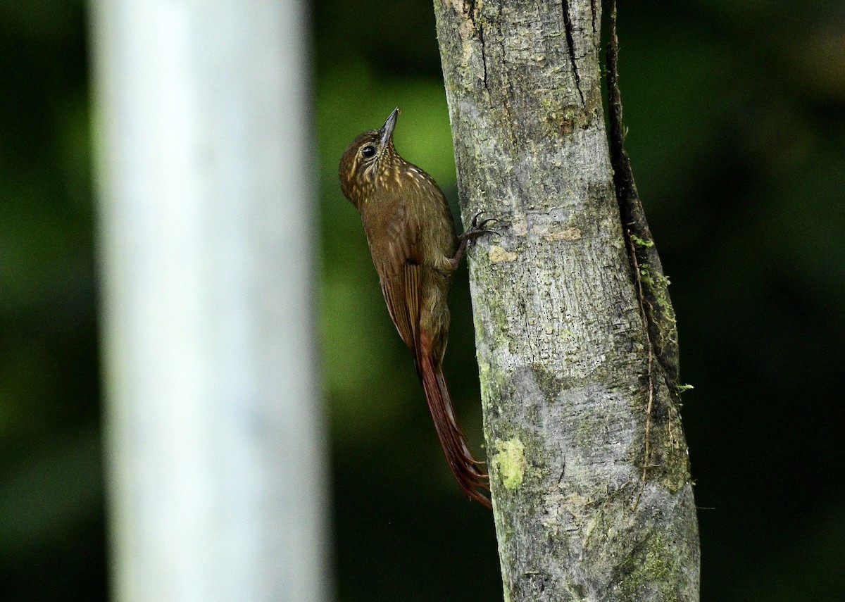 Wedge-billed Woodcreeper - Lily Yllescas