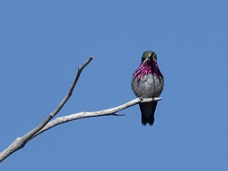 Calliope Hummingbird - ML453627131