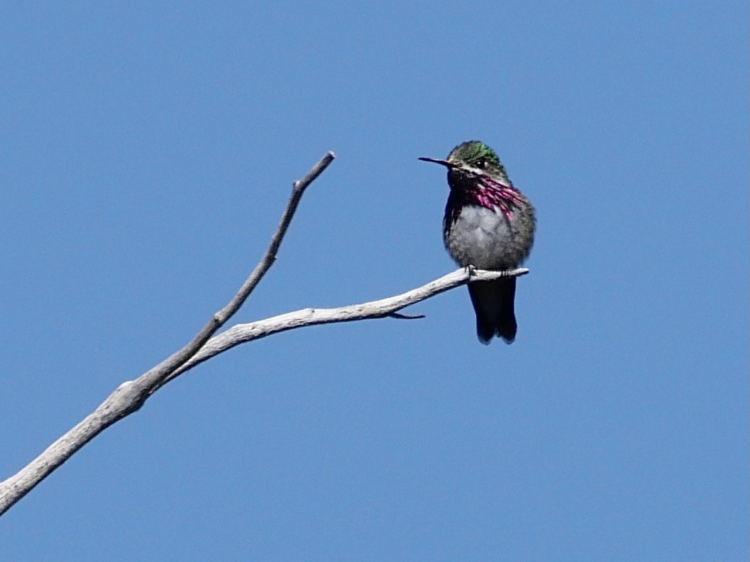 Calliope Hummingbird - ML453627141