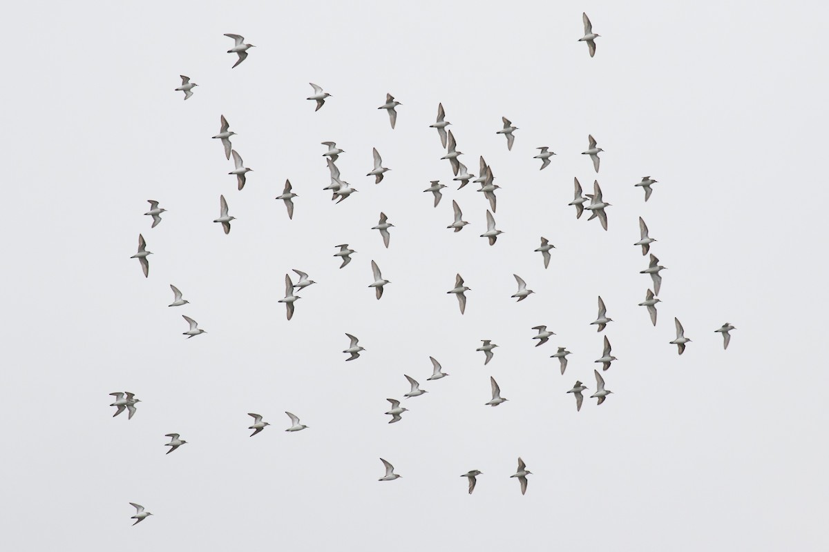 Semipalmated Sandpiper - ML453627601