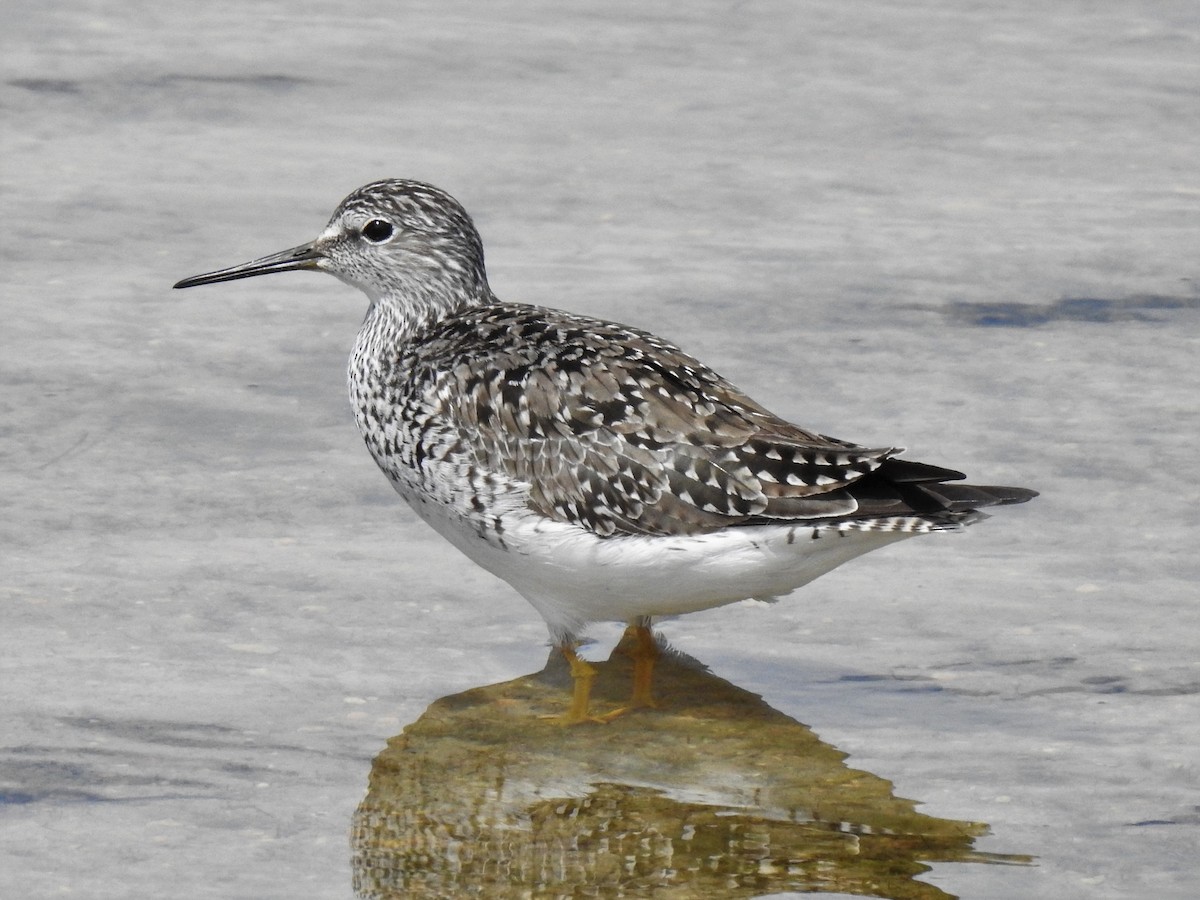Lesser Yellowlegs - ML453630501