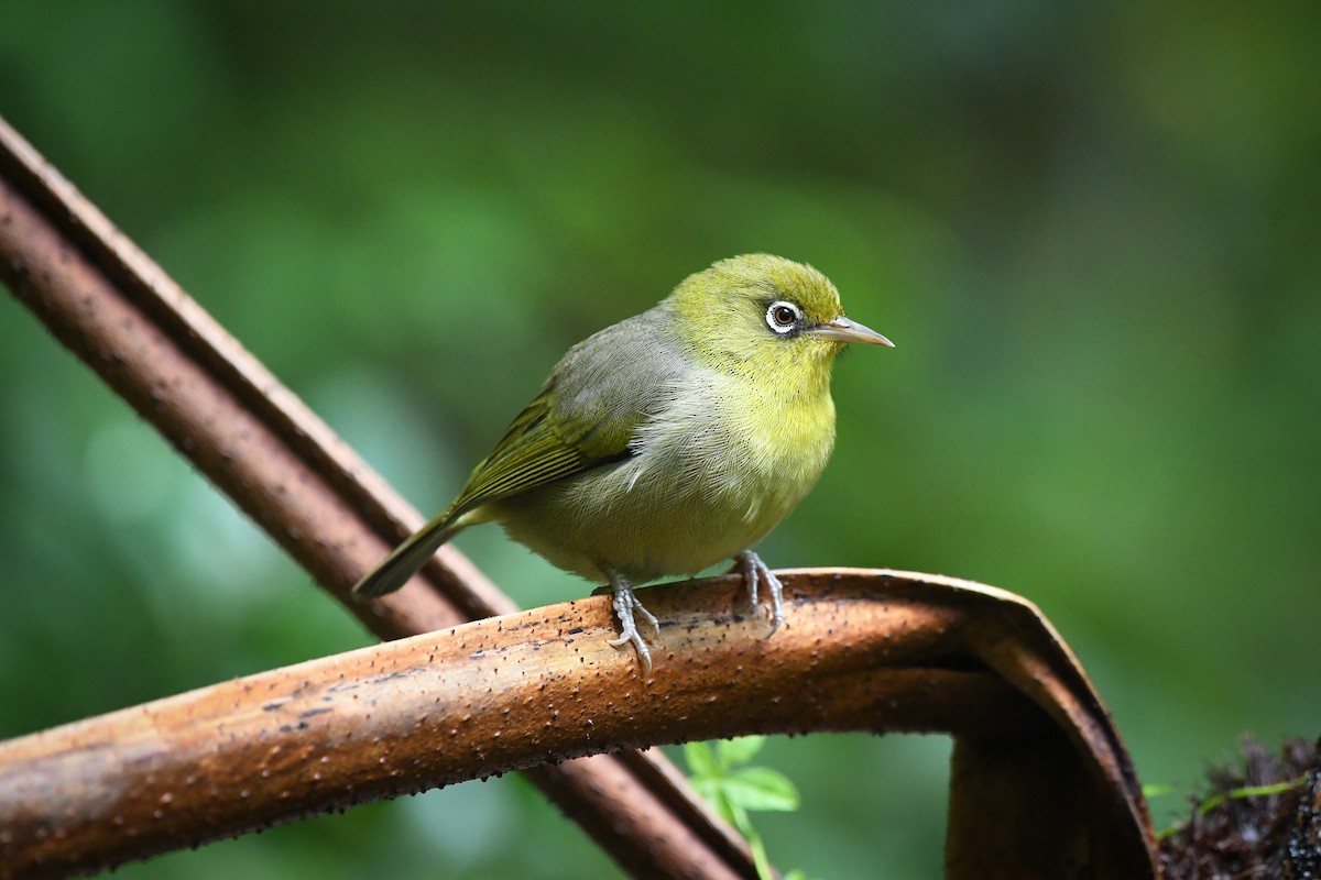 Slender-billed White-eye - Trevor Evans