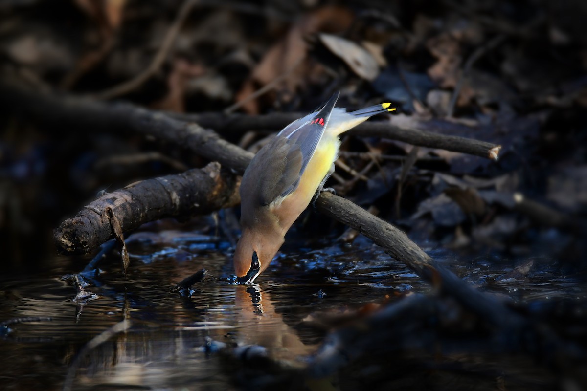 Cedar Waxwing - ML453632681