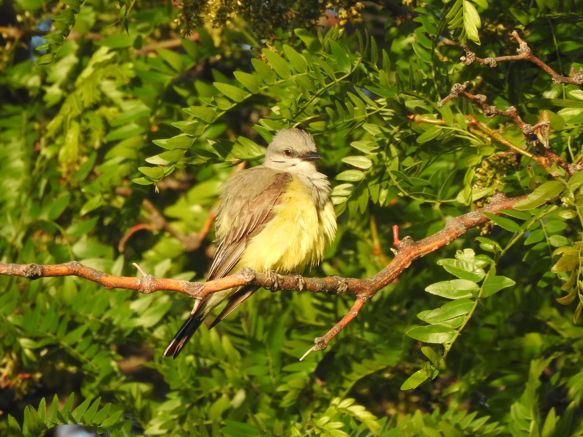 Western Kingbird - ML453633001